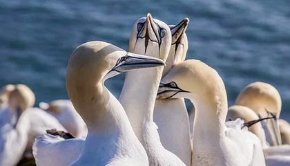 九游sports-【投票投出最喜爱的明星】粉丝票选年度最受欢迎球员，粉丝最多的nba球星排行