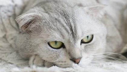 九游sports-【投票投出最喜爱的明星】粉丝票选年度最受欢迎球员，粉丝最多的nba球星排行