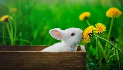 九游sports-【投票投出最喜爱的明星】粉丝票选年度最受欢迎球员，粉丝最多的nba球星排行