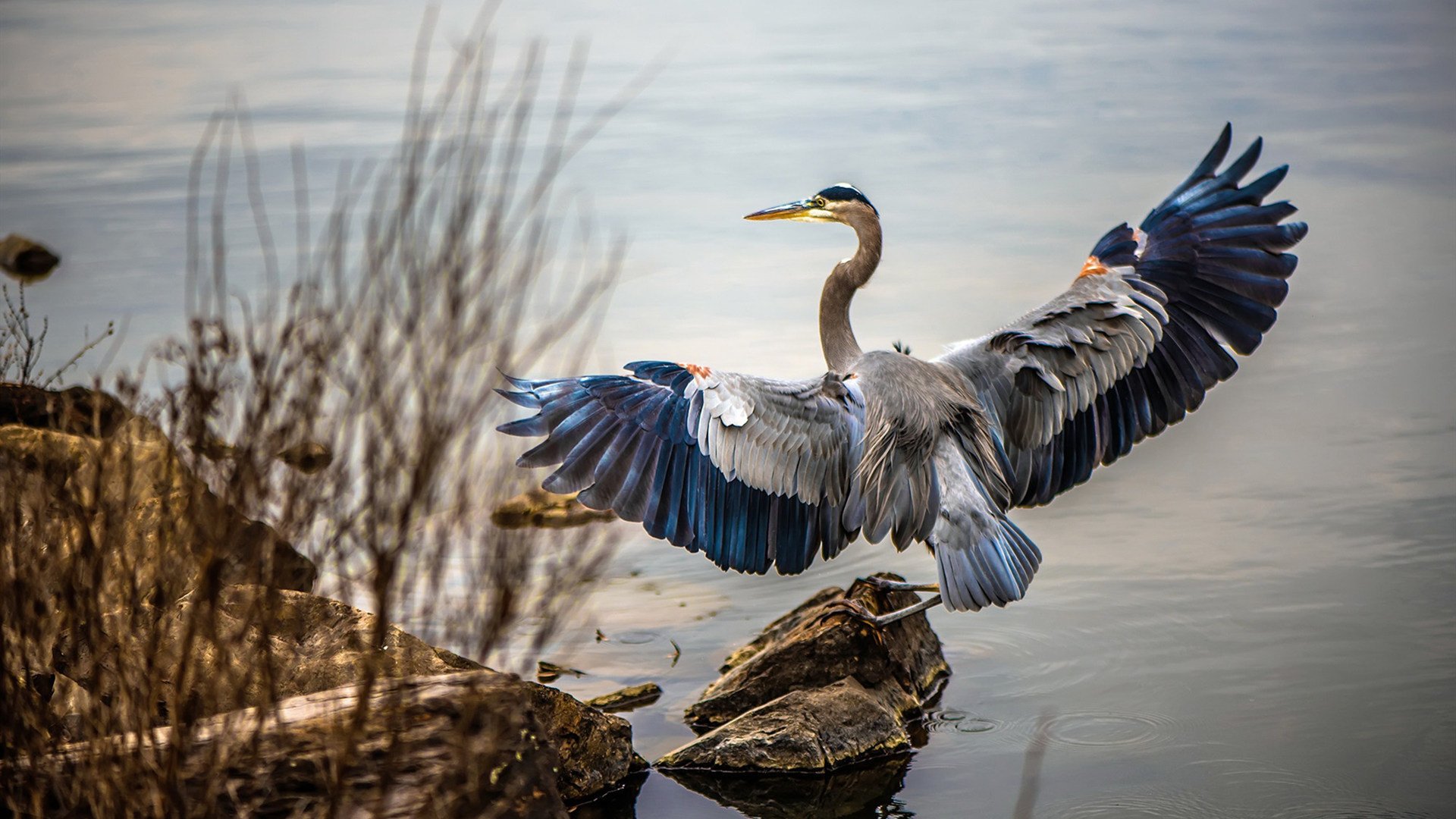 国际羽毛球大师赛赛况分析，国际羽毛球大师赛赛况分析图