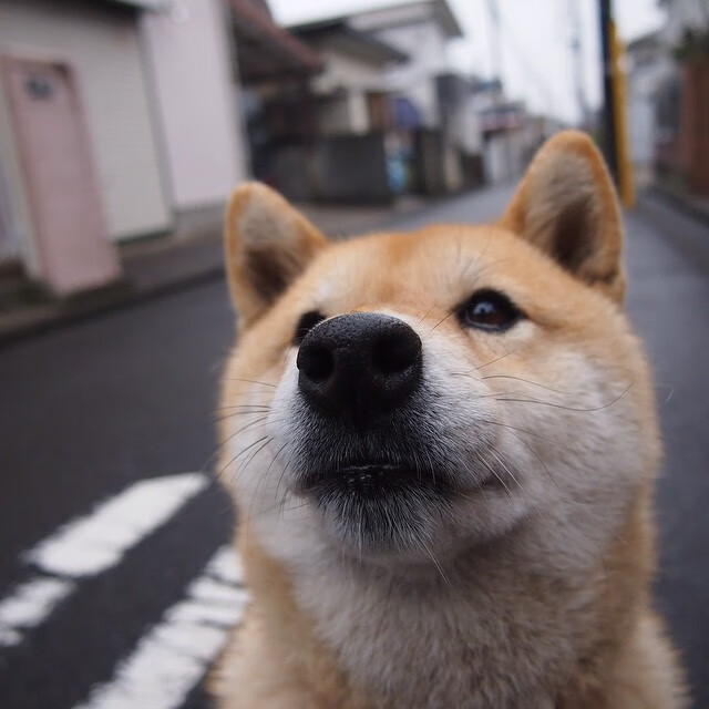 日本女篮在亚锦赛中夺得金牌，亮丽表现赢得赞誉
