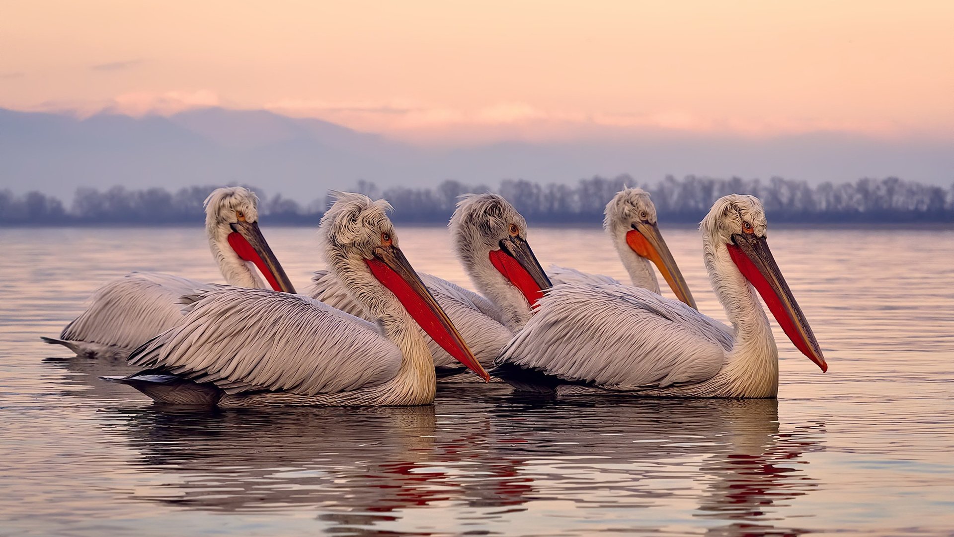 九游游戏中心-法国年轻天才崭露头角，未来之星无限