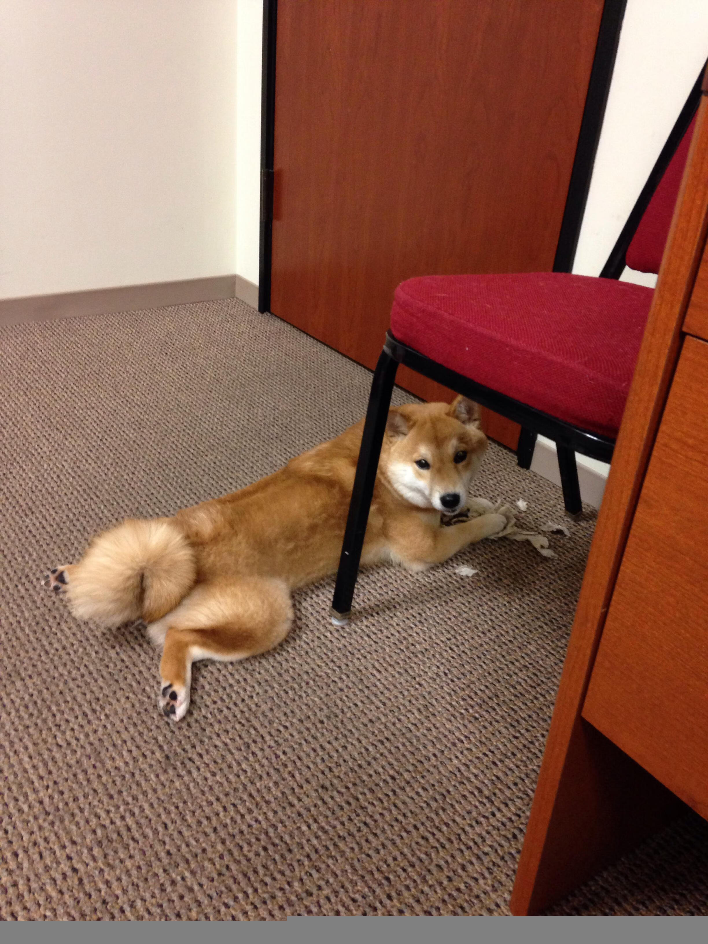 -爱尔兰橄榄球商业化进程加快，爱尔兰体育项目