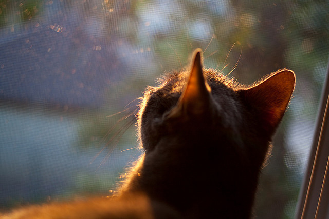 美洲杯明星全场：精彩演绎个人秀！，美洲杯巨星