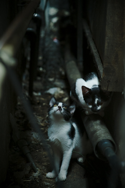 九游网页版官网-骑士拍摄球员入场仪式视频风格复古怀旧，骑士球员出场